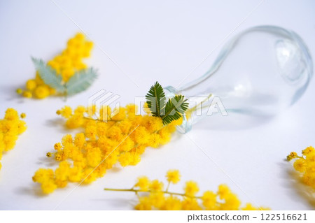 乾燥含羞草佈置 122516621