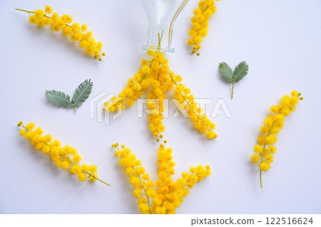 乾燥含羞草佈置 乾燥含羞草佈置 122516624