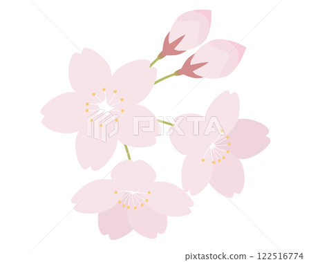 櫻花櫻花櫻花染井吉野的插圖 櫻花櫻花櫻花染井吉野的插圖 122516774