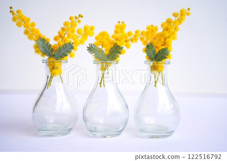 Mimosa in a vase 122516792