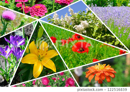 Colorful collage of flowers garden. Colorful collage of flowers garden. 122516839