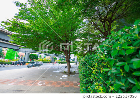 Terminalia ivorensis spread out in bangkok, focus selective 122517056