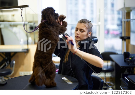 Dog grooming session with professional stylist in bright salon 122517302