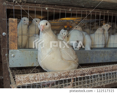 Large white young Texas quail sits on cage egg roll against background of cage full of domestic quails, cage keeping of poultry on country farm 122517315