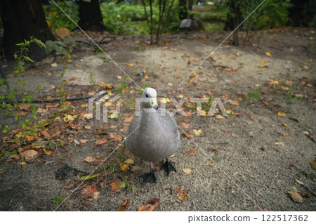 A curious duck walks on the ground among fallen leaves in a serene garden 122517362