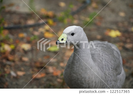 A close-up of a grey duck walking through a park during autumn 122517365