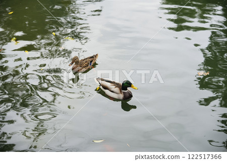 Two ducks swimming peacefully in a tranquil pond surrounded by trees Two ducks swimming peacefully in a tranquil pond surrounded by trees 122517366