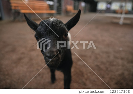 A curious black goat approaches visitors in a rustic farm setting A curious black goat approaches visitors in a rustic farm setting 122517368