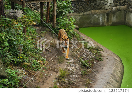 A tiger walks along a green pond bank in a natural habitat setting A tiger walks along a green pond bank in a natural habitat setting 122517374
