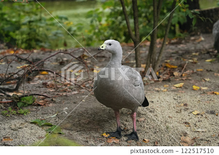 A gray bird stands on sandy ground near green foliage in a tranquil setting 122517510