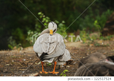 Ducks resting by a peaceful lake surrounded by lush greenery in summer 122517524