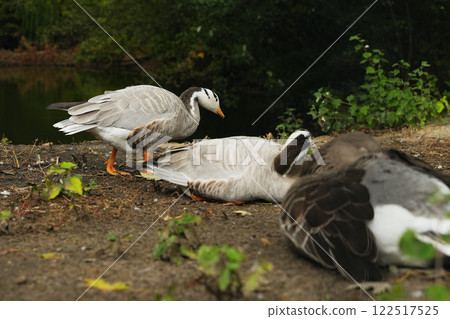 Ducks resting by the serene pond amidst lush greenery at midday 122517525