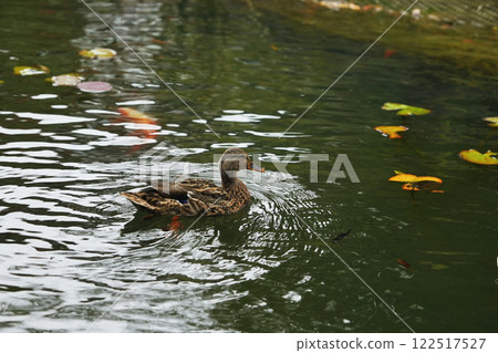 A mallard duck swims peacefully in a serene pond surrounded by autumn leaves 122517527