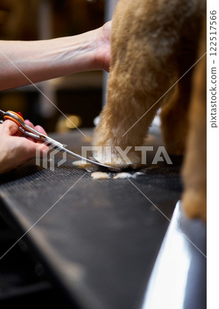 Grooming session for a dog in a professional pet salon Grooming session for a dog in a professional pet salon 122517566