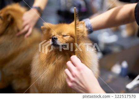 Grooming session for a fluffy dog at a pet care facility during the day Grooming session for a fluffy dog at a pet care facility during the day 122517570