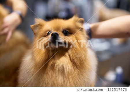 Pomeranian receiving grooming attention at a pet care salon Pomeranian receiving grooming attention at a pet care salon 122517573