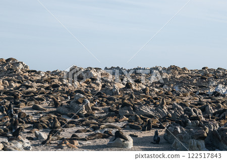 Colony of fur seals rest on the rocks of the Atlantic Ocean coast 122517843