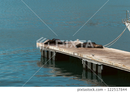 Three Cape fur seal sleeping on the pier Three Cape fur seal sleeping on the pier 122517844