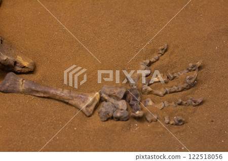 Partially discovered fossilized hand and arm bones resting on sand in a paleontology museum offer exciting insights into prehistoric life and ancient ecosystems. Fossilized skeleton in museums. Partially discovered fossilized hand and arm bones resting on sand in a paleontology museum offer exciting insights into prehistoric life and ancient ecosystems. Fossilized skeleton in museums. 122518056