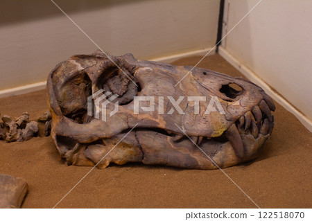 A dinosaur skull resting on the sand in a museum exhibit offers a glimpse into prehistoric life and paleontological discoveries, captivating visitors with its ancient history. Dinosaur skeleton. A dinosaur skull resting on the sand in a museum exhibit offers a glimpse into prehistoric life and paleontological discoveries, captivating visitors with its ancient history. Dinosaur skeleton. 122518070