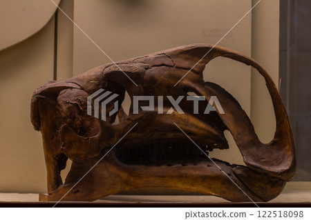 A brown fossilized dinosaur skull on display at a museum provides a glimpse into prehistoric life and the anatomy of ancient creatures. Dinosaur skeleton at the museum. 122518098
