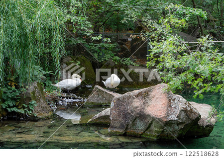 Tranquil Oasis: The Small Pond in the City Park 122518628