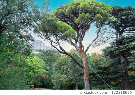 A tree with a trunk that is bent and has a few branches 122518630