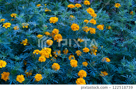 Tagetes. Orange and yellow marigolds flower on a green background. Tagetes. Orange and yellow marigolds flower on a green background. 122518739