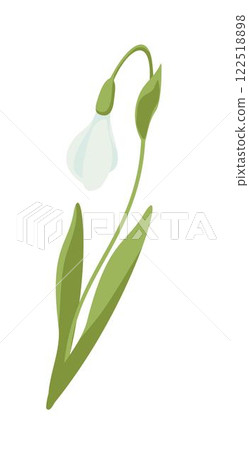 one blossoming snowdrop flower one blossoming snowdrop flower 122518898