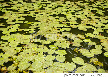 Pond with water lilies. Scenic of swamps in the park. Nature banner Pond with water lilies. Scenic of swamps in the park. Nature banner 122519238