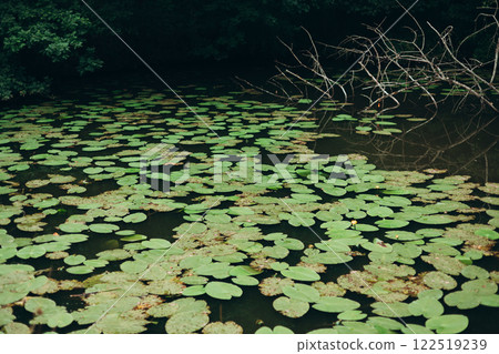 Pond with water lilies. Scenic of swamps in the park Pond with water lilies. Scenic of swamps in the park 122519239