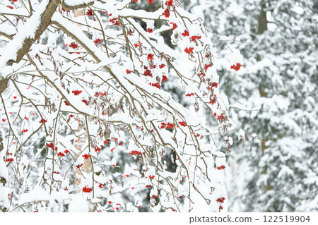 Red rowan berries on snow-covered branches, The heavy snowfall in a wild park, winter fairy tale in the forest, snow-covered tree branches, nobody, snow storm, blizzard Red rowan berries on snow-covered branches, The heavy snowfall in a wild park, winter fairy tale in the forest, snow-covered tree branches, nobody, snow storm, blizzard 122519904