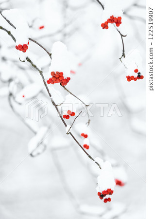 Red rowan berries on snow-covered branches, The heavy snowfall in a wild park, winter fairy tale in the forest, snow-covered tree branches, nobody, snow storm, blizzard Red rowan berries on snow-covered branches, The heavy snowfall in a wild park, winter fairy tale in the forest, snow-covered tree branches, nobody, snow storm, blizzard 122519907