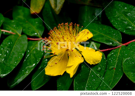 Hypericum perforatum, commonly known as St John's wort Hypericum perforatum, commonly known as St John's wort 122520008
