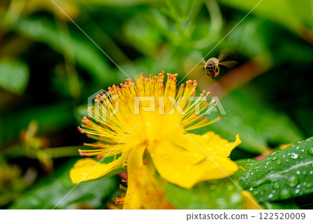 Hypericum perforatum, commonly known as St John's wort Hypericum perforatum, commonly known as St John's wort 122520009