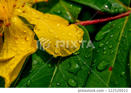 Hypericum perforatum, commonly known as St John's wort Hypericum perforatum, commonly known as St John's wort 122520012