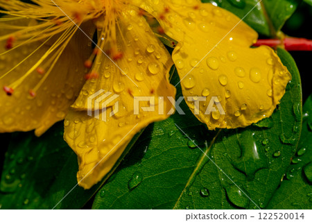 Hypericum perforatum, commonly known as St John's wort Hypericum perforatum, commonly known as St John's wort 122520014