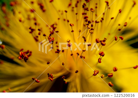 macro of Hypericum perforatum, commonly known as St John's wort macro of Hypericum perforatum, commonly known as St John's wort 122520016