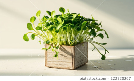 A potted plant with green leaves is growing in a wooden box 122520267