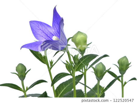 Bellflower, one of the seven autumn herbs, A3 (photographed by fix) 122520547