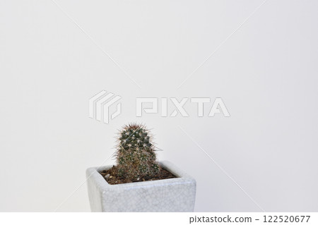 仙人掌 122520677