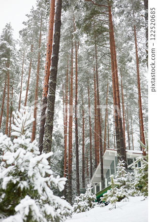beautiful country house in a snowy pine forest, night lighting, winter fairy tale beautiful country house in a snowy pine forest, night lighting, winter fairy tale 122520685