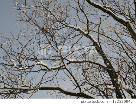 昨晚雪停後的早晨風景 岐阜縣立毛 122520943