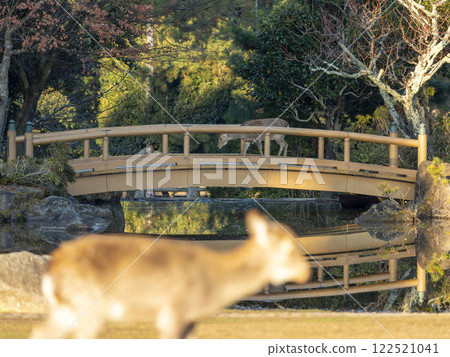 [奈良公園] 三社澤仙池過橋的鹿 122521041