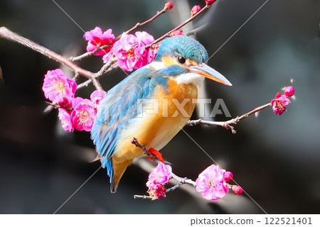 Odawara Castle: A collaboration between kingfishers and plum blossoms 122521401