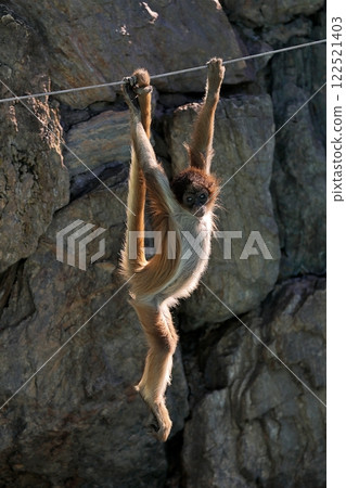 Hanging baby brown woolly spider monkey 122521403