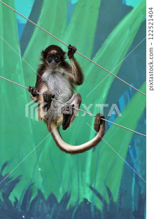 A baby brown-woolly spider monkey grasps two wires 122521404