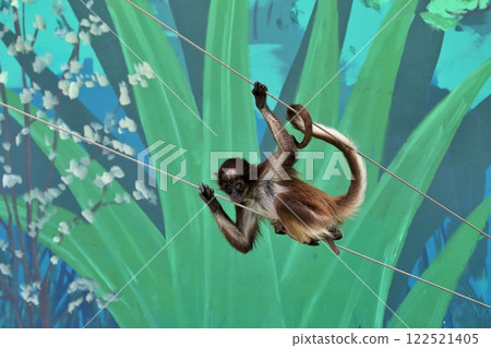 一隻棕毛蜘蛛猴寶寶在兩條電線上玩耍 122521405