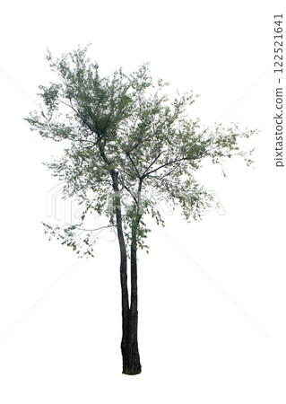 Jujube Tree Jujube Tree 122521641