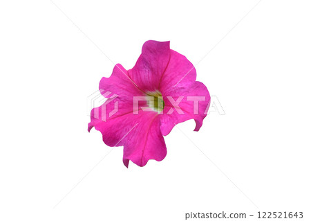 Pink flowered of petunia Pink flowered of petunia 122521643